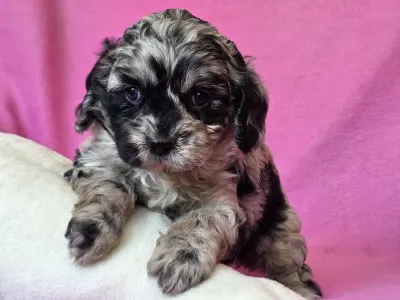 Cavapoo - Merida