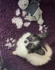 Papillon - Antoanette