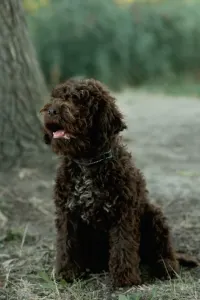 Лаготто-романьоло - Stelle Del Lagotto Amore Royal Velvet
