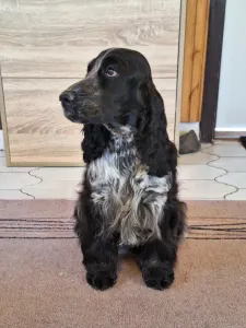 Cocker spaniel inglese - Windfower