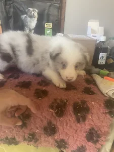 Border Collie - Red Merle Kan