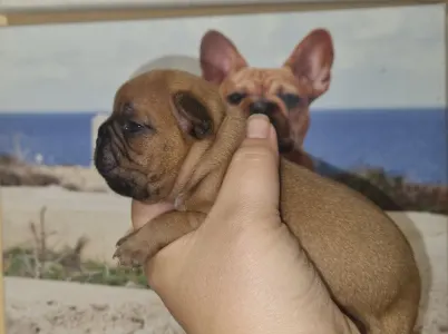 Buldog francuski - Esko