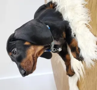 Dachshund - Ares The Shadow