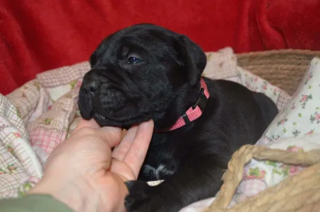 Cane Corso Italiano - Dolce Assassino Primus
