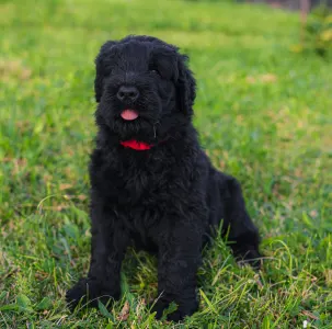 Orosz fekete terrier - Blue
