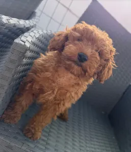 Pudel miniaturowy - Saci