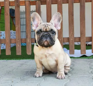 Bouledogue français - Elmo