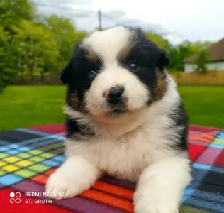 Miniatur amerikanischer Schäferhund - Arizona Dreamer "faye"