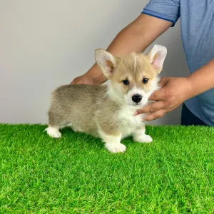 Welsh Corgi Pembroke - Ryky