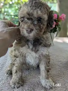 Lagotto Romagnolo - Loki