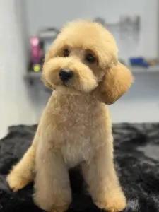 Cavapoo - Nóra