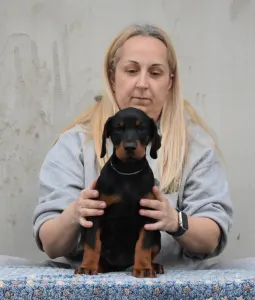 Dobermann - Meduza Nero Di Angelo 