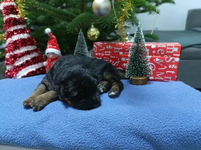 Német juhászkutya - Csereerdei Karlos