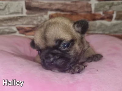 Buldog francuski - Hailey