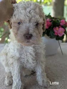 Lagotto Romagnolo - Lotte