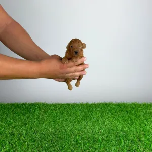 Caniche Toy - Zoci