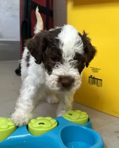 Lagotto Romagnolo - Doc Holliday