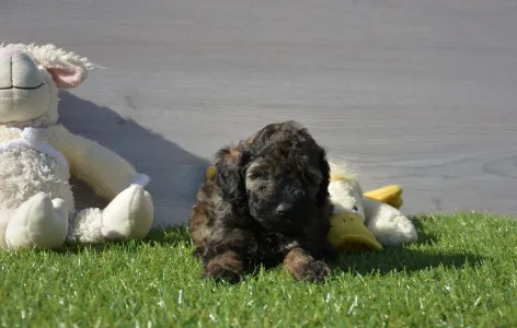 Poodle Miniature - Sweet Pie