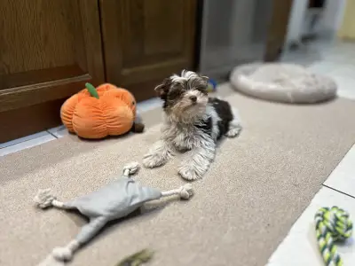 Biewer terrier - Quentin (biro)