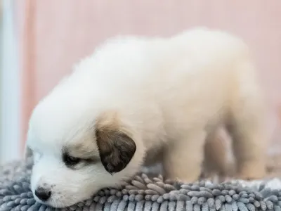 Pyrenean Mountain Dog - Bella