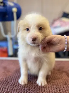 Border collie - Red Boy