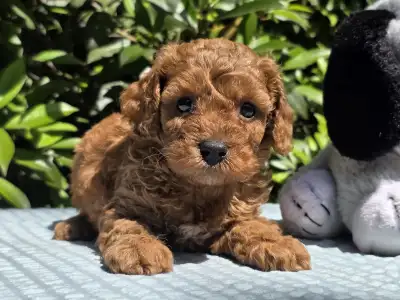 Cavapoo - Jackson