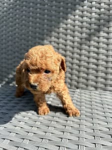 Poodle Miniature - Omara