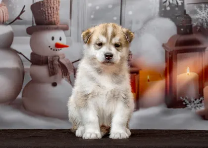 Husky siberian - Brown