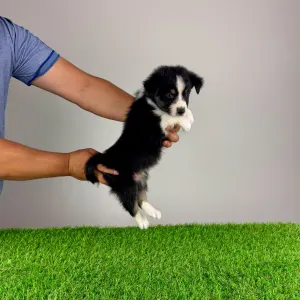 Australian Shepherd - Vox