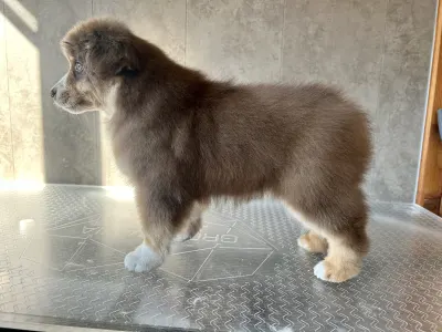 Miniature American Shepherd - Once In A Dream Mini’s Booster Zuma