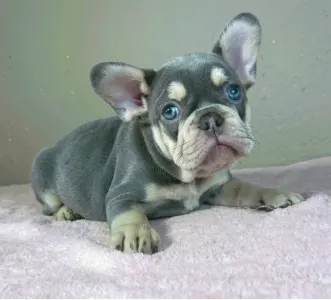 Französische Bulldogge - Kim