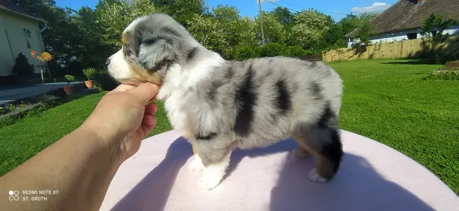 Miniature American Shepherd - Avenger Of St. Groth "marvel"