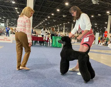 Střední pudl - Velvety Shadows