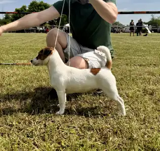 Jack Russell Terrier - Gold Leash Pascal
