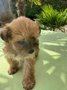 Maltipoo - Narancs