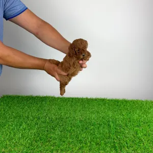 Poodle Miniature - Vioska