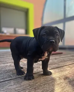 l'American Bully - Standard - Acai Berry