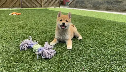 Shiba - Bravados Yoko