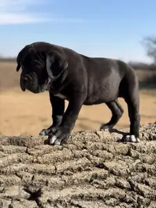 Cane Corso Italiano - Sarah