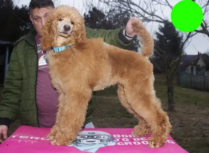 Poodle Standard - Jameson Pride