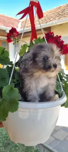 Maltipoo - Merlin