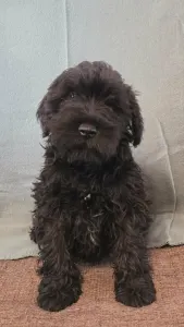 Miniature Schnauzer - Hecsedli