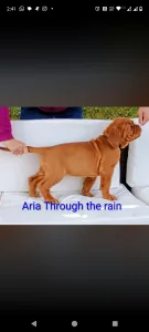 Bordeauxská doga - Aria
