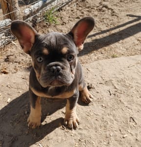 Francia bulldog - Milla