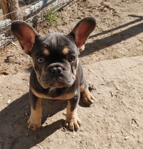 French Bulldog - Milla