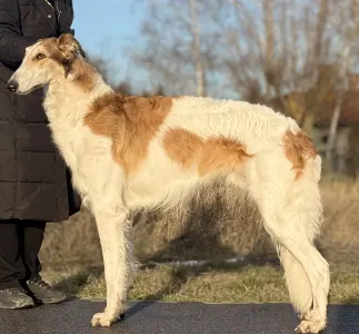 Orosz agár - Carskiy Favorit Vyigrysh 