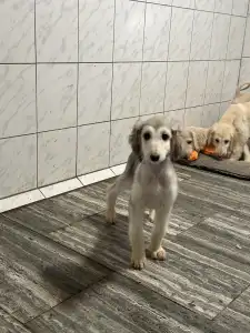 Afghanischer Windhund - Xayra