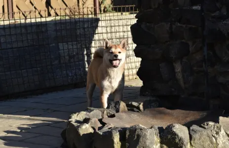 Shiba - Bravados Bara