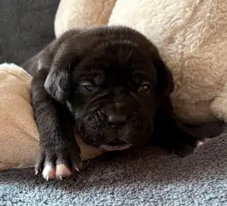 Cane Corso Italiano - Sarah