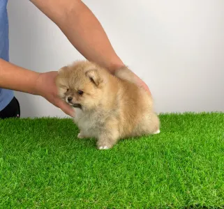 Pomeranian - Poppy